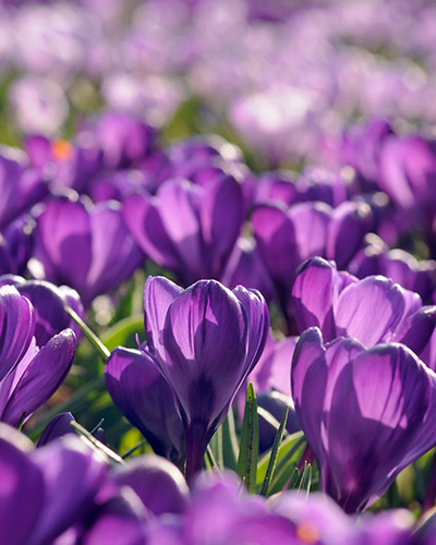 Krokus velkokvetý Flower Record 8/9, 100 kusov